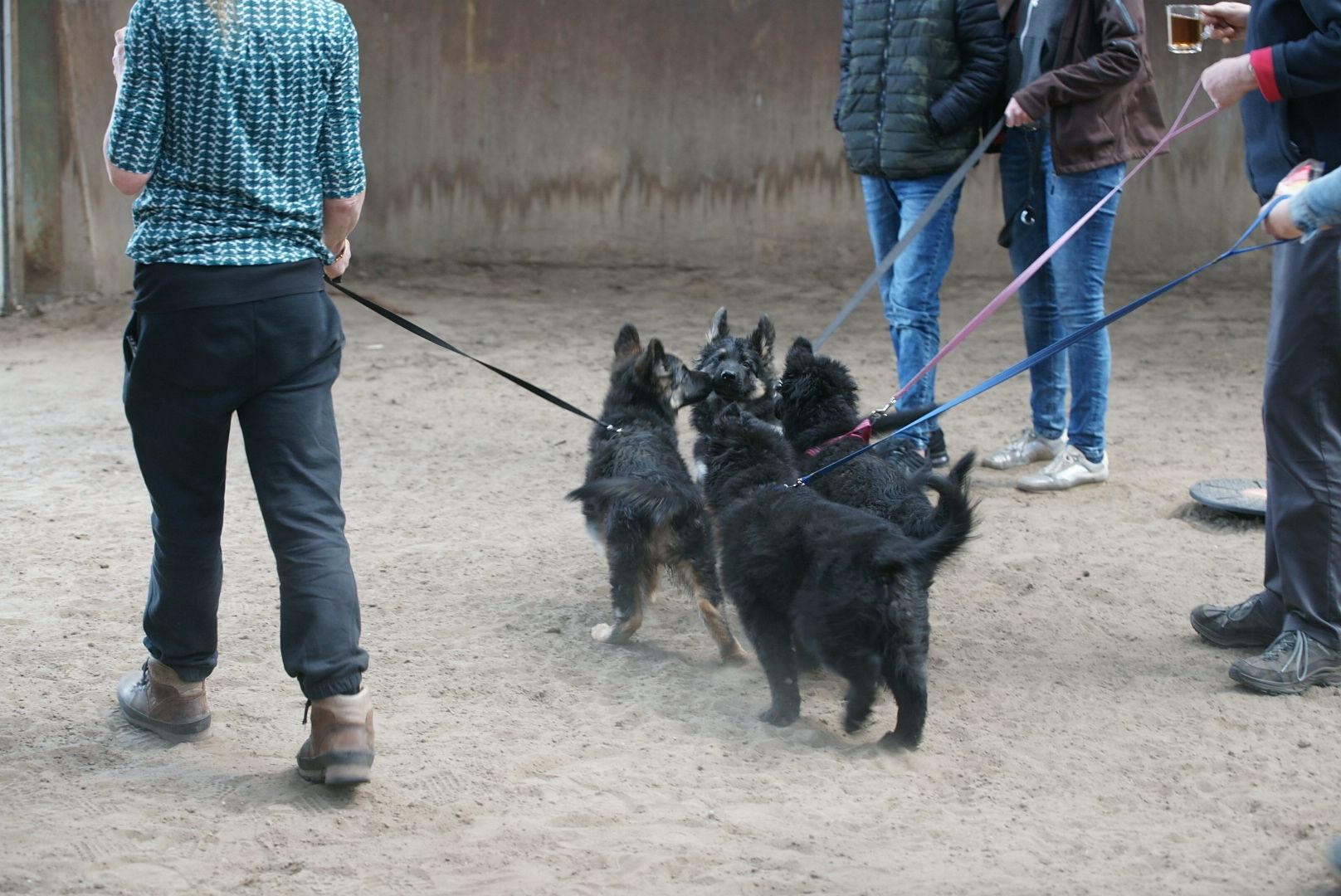 vier pups